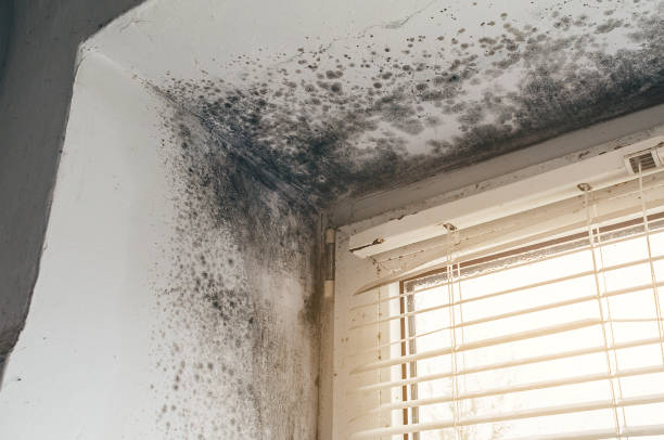 Affordable Mold Remediation solutions in Westville, IL