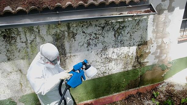 Top rated local Mold Remediation specialists in Westville, IL